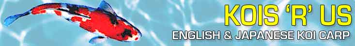 Kois R Us